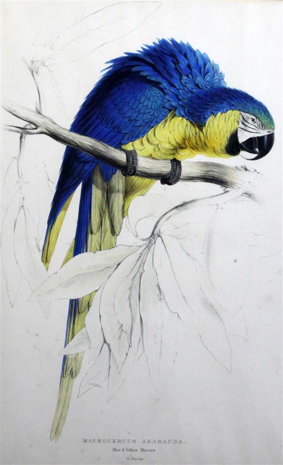 After Edward Lear Blue and yellow Macaw, Macrocercus Ararauna, 21 x 13.75in.